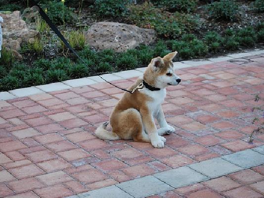 PoulaTo: Akita INU japanese